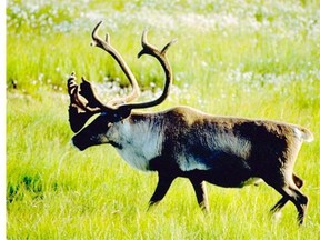 Reader says Parks Canada cutbacks have led to caribou suffering.