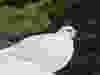 White-Tailed Ptarmigan