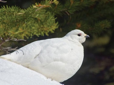 White-Tailed Ptarmigan