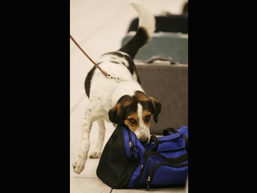 Rusty, a two year old beagle, sniffs out luggage for currency at the Calgary International Airport. He is part of Canada Border Services Agencies two new detector dog teams tasked with detecting currency and food, plant and animal products.