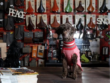 Monsieur comes to work with his owner Nadia Smiley at Bike Bike.