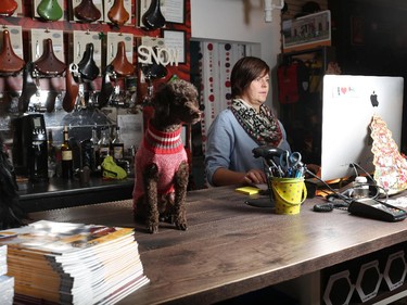 Monsieur is alert at work with Nadia Smiley at Bike Bike in Calgary.