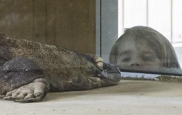Emily Cook, 2, checks out Loka, the komodo dragon, who will soon be joined by two others at the Calgary Zoo in Calgary, on May 29, 2014.