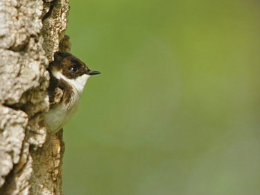 Tree swallow