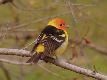 Western tanager