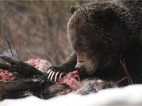 Grizzly bear No. 122 feeding on a moose carcass  in April 2013. Another bear, believed to be No. 148, is currently feeding on a carcass near Tunnel Mountain.