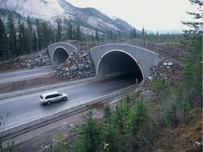 A car approaches a wildlife overpass in Banff National Park. Reader says too many people are not paying for park passes.
