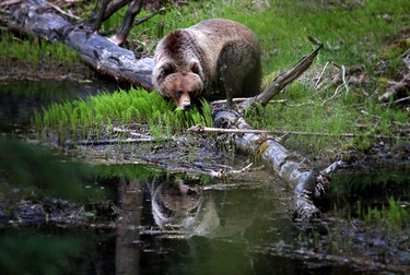 A young female grizzly feeds near the Fairmont Banff Springs Golf Course in Banff National Park on June 11, 2014.