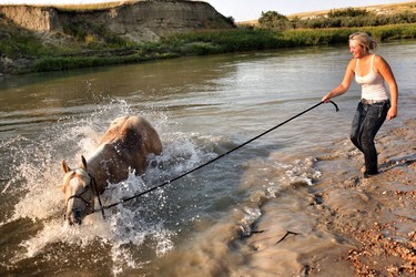 A cowgirl cools her horse off in the Milk River after competing at the Writing-On-stone rodeo.