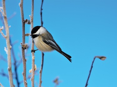 Black-Capped Chickadee