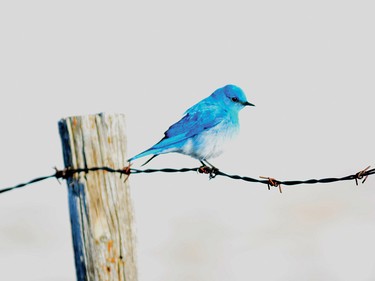 Mountain bluebird