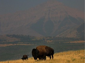 A small herd of bison feed on the grasslands of Waterton Lakes National Park. Many would like to see bison return to Banff National Park.