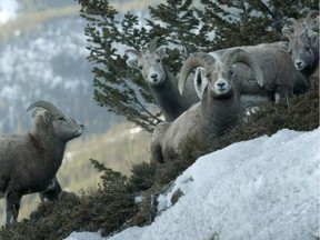 Bighorn sheep rest outside of Canmore in January 2004.