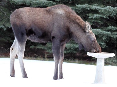 A young moose who has been left behind by his mother is making a home in a yard in Springbank, drinking out of the bird bath and grazing on the grass on December 12, 2014.