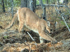 A file photo of a cougar scavenging  for food in the Canmore area.