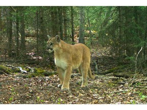 A photo of a cougar was captured by Alberta Parks (now part of Alberta Environment) on remote cameras around Canmore.