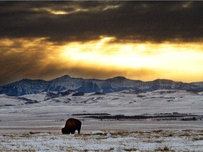 A bison grazes in a pasture as the sun sets behind the mountains near Longview, Alberta in November 2010.