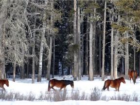 Free-roaming horses near Sundre in February 2014. The province will have the RCMP manage the capture of 50 horses in the nearby Ghost area this month.