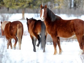 Feral horses near Sundre.