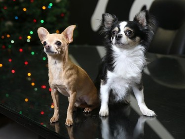 Andrea Racette's chihuahuas Jackson and Parker photographed at work.