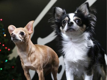 Andrea Racette's  Chihuahuas Jackson and Parker photographed in her work environment.