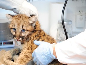 An orphaned cougar was dropped off at the Calgary Wildlife Rehabilitation Society last month.