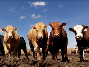 Cattle are seen on a ranch in Nanton, Alberta.