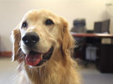 Morrow, a golden retriever, who is owned by Gunnar Office Furnishings owners Ron and Judy Quigley, sits in the office where he was photographed on November 27, 2014. The office has been canine friendly since it opened.