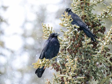 Winter Ravens