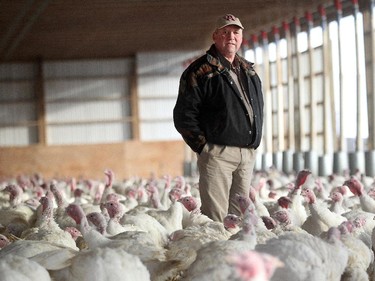 Langdon area turkey farmer Darrel Winter, owner of Winter's Turkeys, stood amidst some of his Christmas turkeys on December 5, 2014. Winter donates turkey wings to the food bank for their hampers.