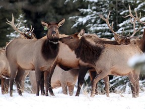 Elk gather at dusk in Banff National Park.