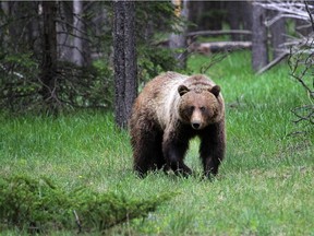 A young female grizzly,  No. 148, near the golf course in Banff National Park in June 2014.
