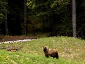A female grizzly, No. 148, feeds near the Fairmont Banff Springs Golf Course in Banff National Park in June 2013.