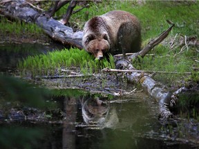 Bear No. 148, a young female grizzly bear in Banff National Park.