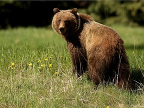 A young female grizzly feeds near the Fairmont Banff Springs Golf Course in Banff National Park in June 2014.