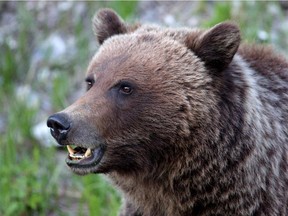 Grizzly Bear Recovery Program