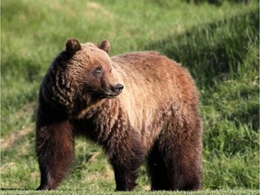 No. 148, a young female grizzly in Banff National Park.