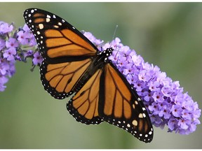 A monarch butterfly rests on the flowers of a butterfly bush.