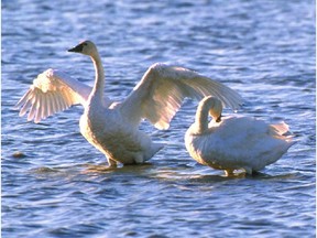 Reader says trumpeter swans like these, along with people living downstream, are in danger from clear-cut logging activities in the Ghost Valley.