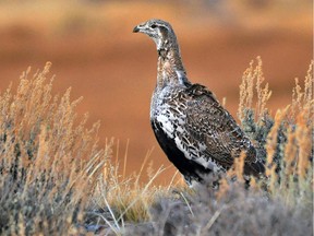 This photo provided by the U.S. Fish and Wildlife Service shows a Greater Sage Grouse at the Seedskadee National Wildlife Refuge in Wyoming.