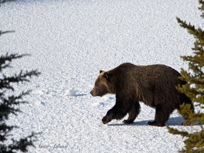 Grizzly bear No. 122, a large male, in Banff National Park on Nov. 18, 2014. He's often the last bear to go into his den.