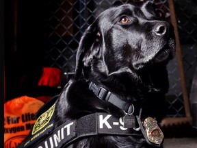 Honey, a 4-year-old Black Labrador Retriever is an accelerant detection canine with the Calgary Fire Department.