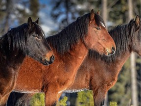 Reader says wild horses are better off being rounded up and adopted, than left in the wilderness to fend for themselves.