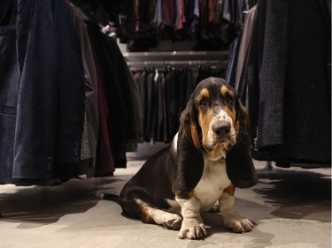 Bruno, a 19 week old bassett hound puppy, checks out the latest fashions at espy.