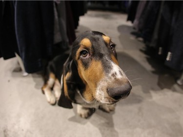 Bruno, a 19 week old bassett hound puppy, calls espy — the clothing store his owner Megan Szanik runs — his second home in Calgary.