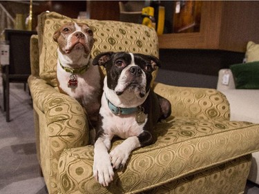Boston Terriers, Fynnegan, left, and Odie, right, getting comfy at work at Domaine Fine Furnishings & Design.
