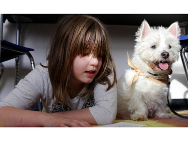 Keira Pasila, 9, a grade 5 student at East Lake School in Chestermere, reads to Levi, a 14-year-old west highland white terrier during the Chestermere Therapy Dogs Society, Listening Tails program.