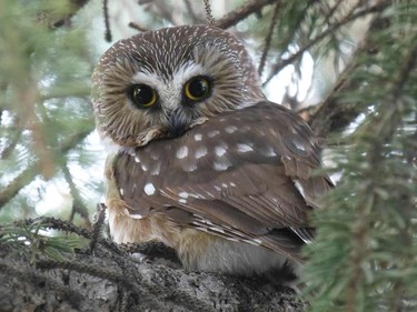 Northern Saw Whet Owl