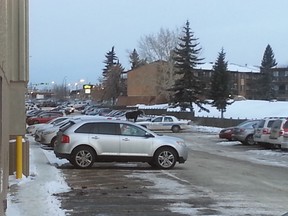 The moose wandering through a parking lot