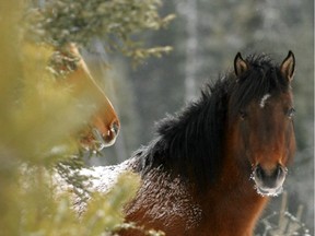 "They're beautiful, they're a symbol of strength and freedom," says Bob Henderson, president of the Wild Horses of Alberta Society.